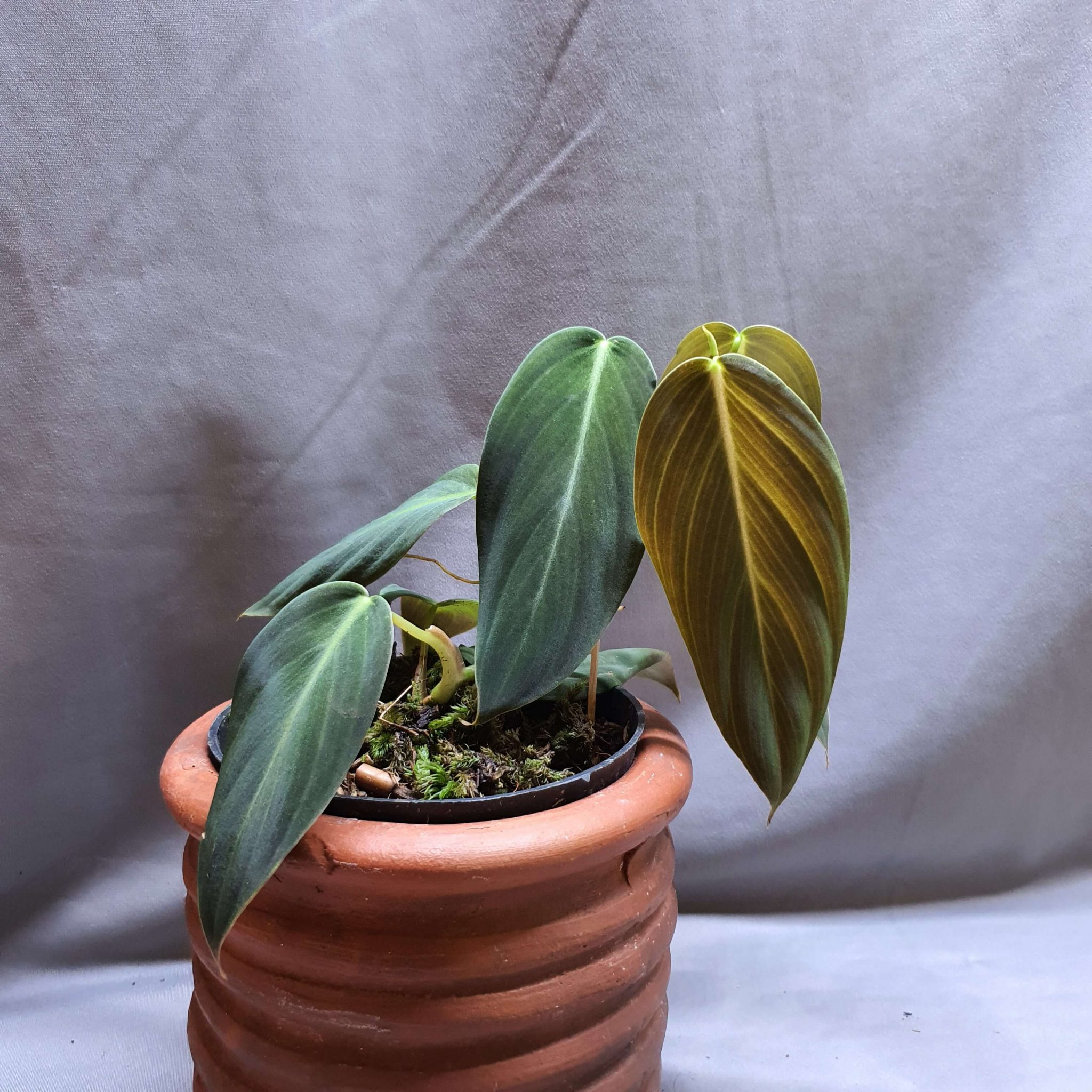 Philodendron Gigas Happy Plant Nursery