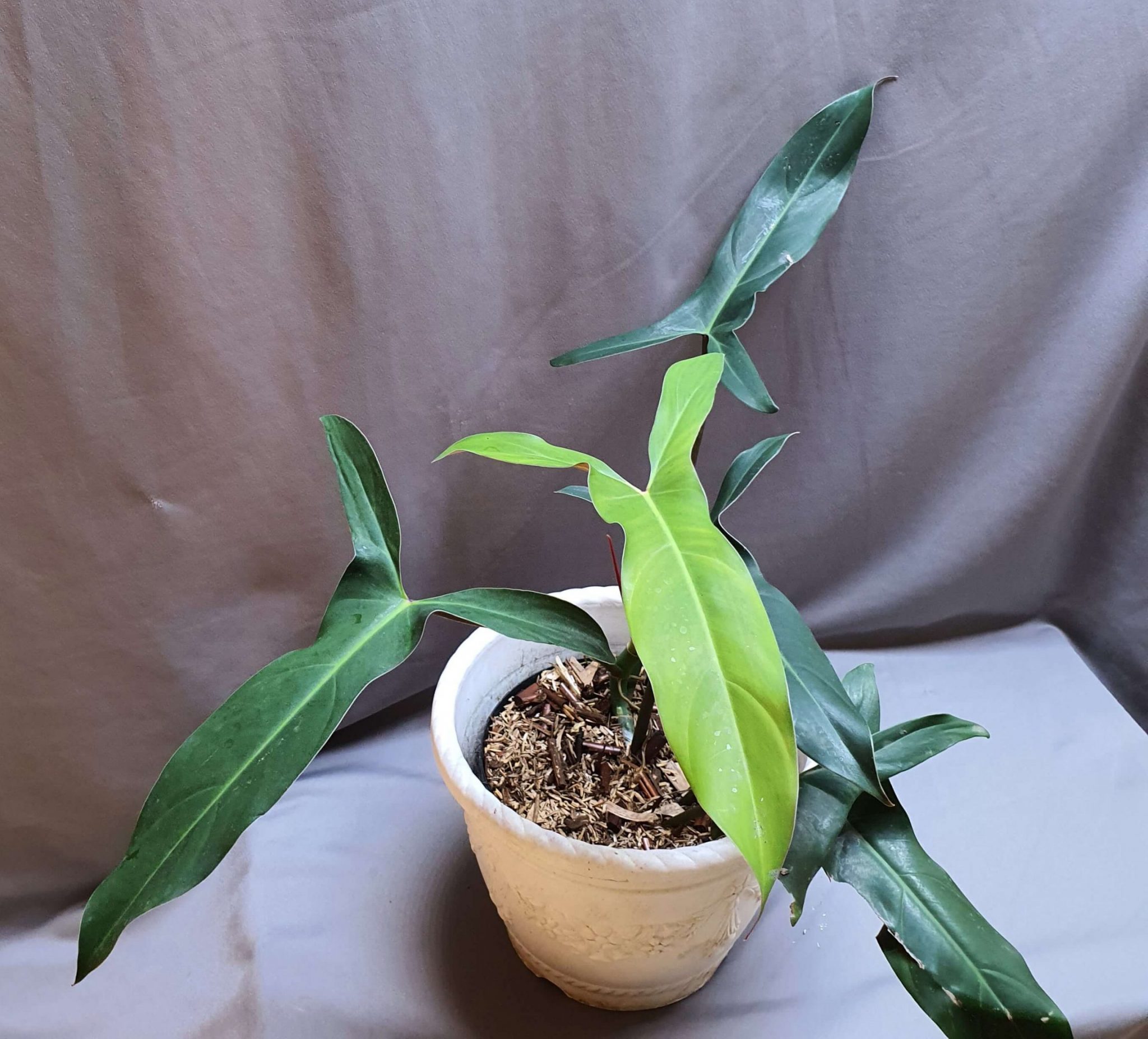 Philodendron mexicanum | Happy Plant Nursery