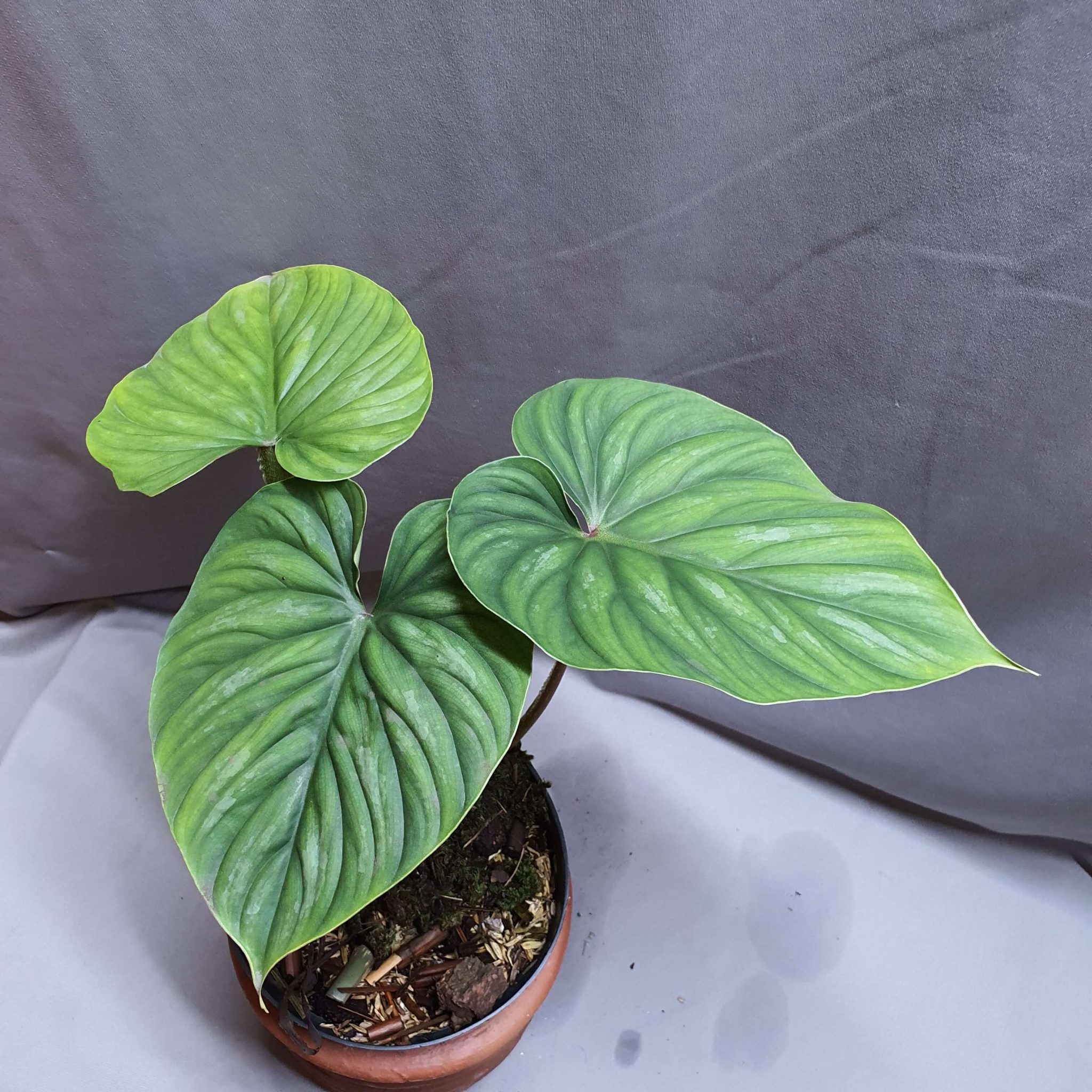 Philodendron gigas | Happy Plant Nursery