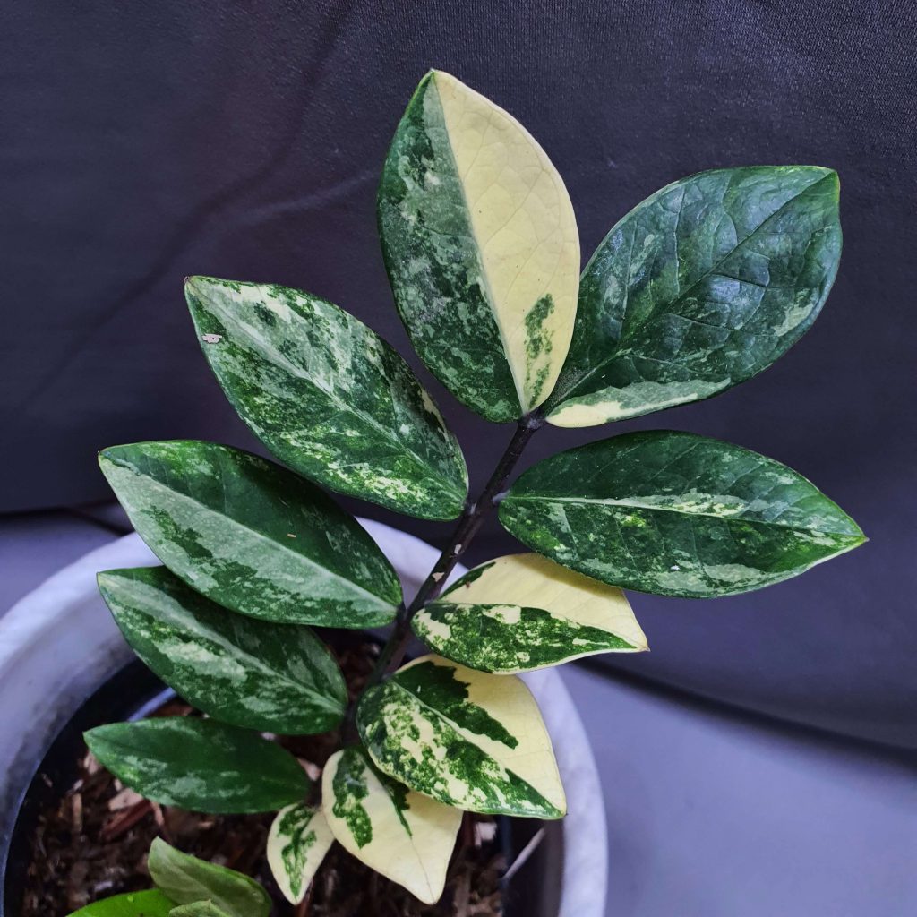 Zamia Zamioculcas Variegata Happy Plant Nursery