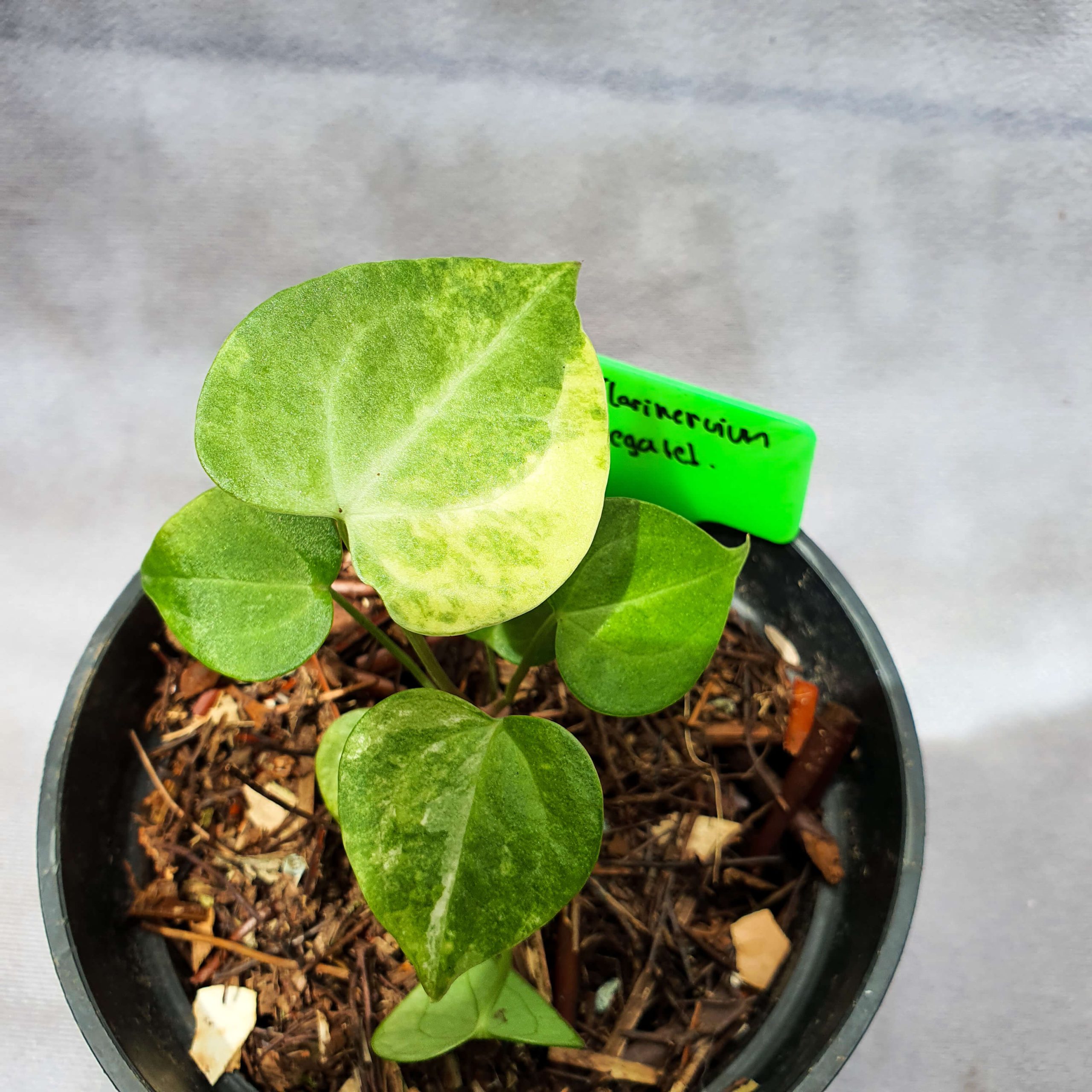 Anthurium clarinervium variegata