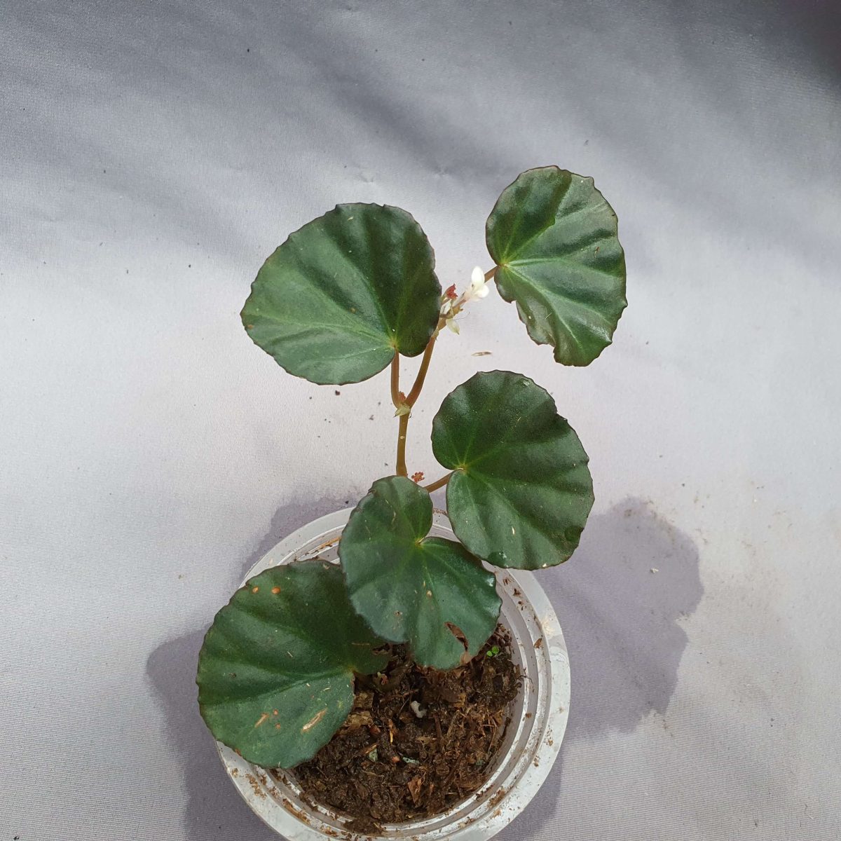 Begonia sp Serawak